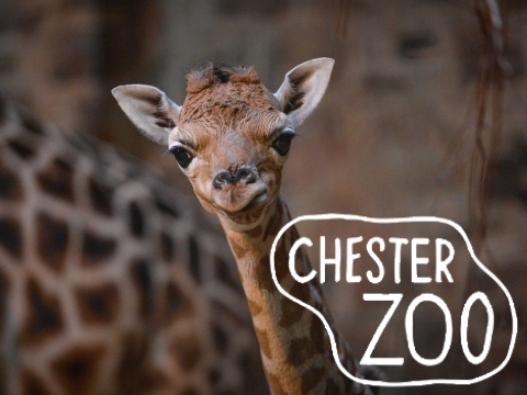 Chester Zoo inc Admission
