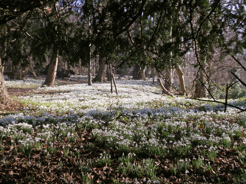 Burton Agnes Snowdrops & Bridlington 